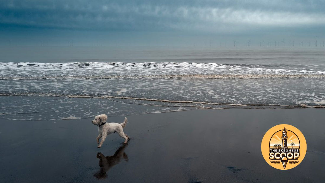 Dog Friendly Beaches in Skegness
